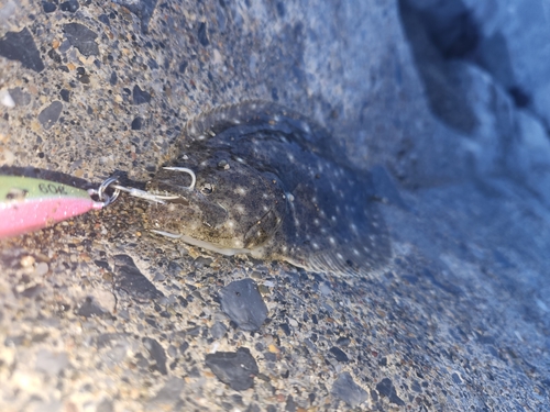 ソゲの釣果