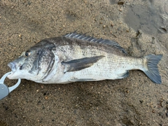 チヌの釣果