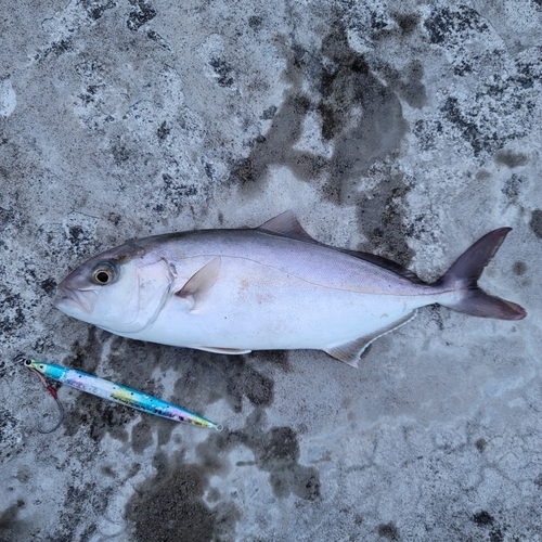 ショゴの釣果