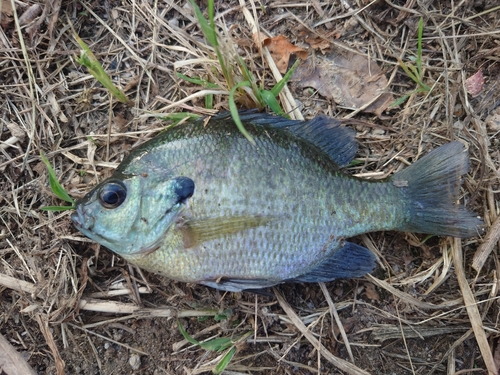 ブルーギルの釣果