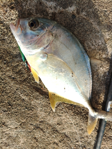 メッキの釣果