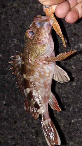 カサゴの釣果