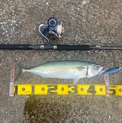 サバの釣果