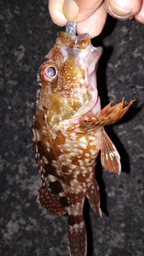 カサゴの釣果