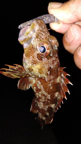 カサゴの釣果