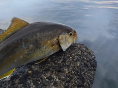 ショゴの釣果