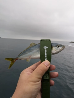 ワカシの釣果