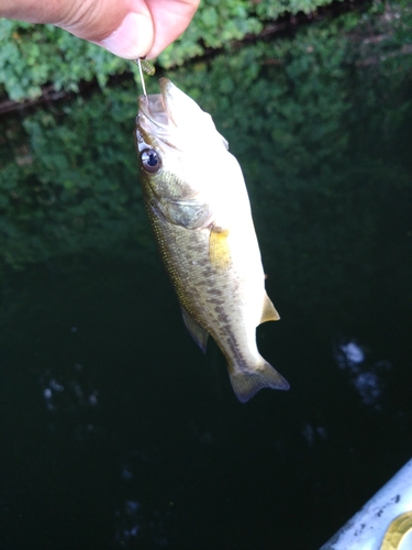 ラージマウスバスの釣果