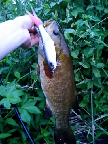 スモールマウスバスの釣果