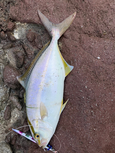 ショゴの釣果