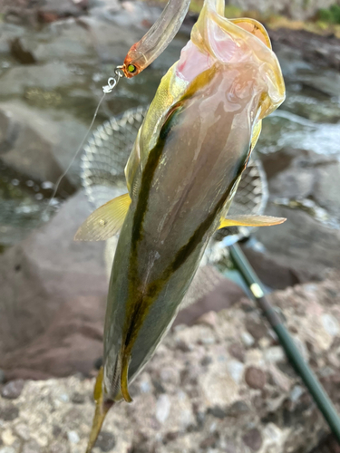 ショゴの釣果