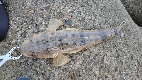 マゴチの釣果