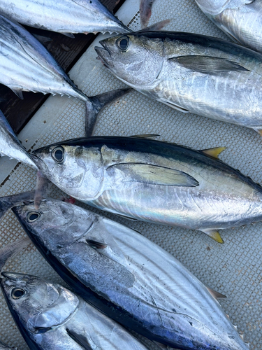 カツオの釣果