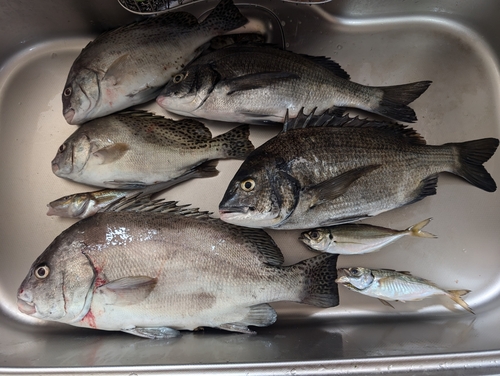 コショウダイの釣果