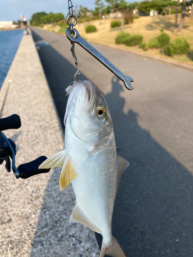 カンパチの釣果