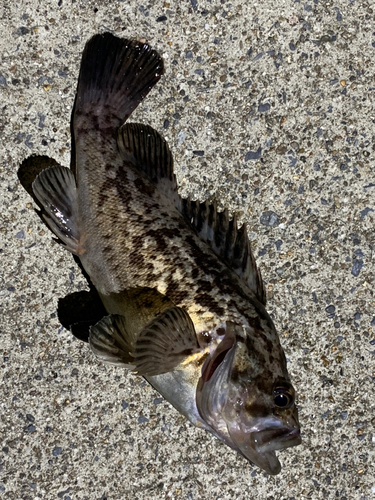 ソイの釣果