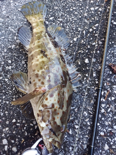 チャイロマルハタの釣果