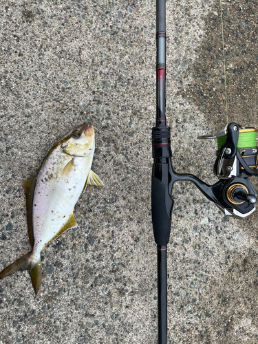 ショゴの釣果