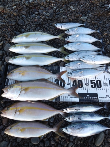 ショゴの釣果