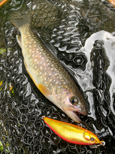 アメマスの釣果