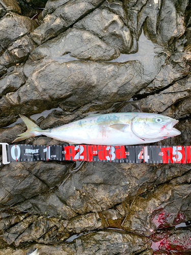 イナダの釣果