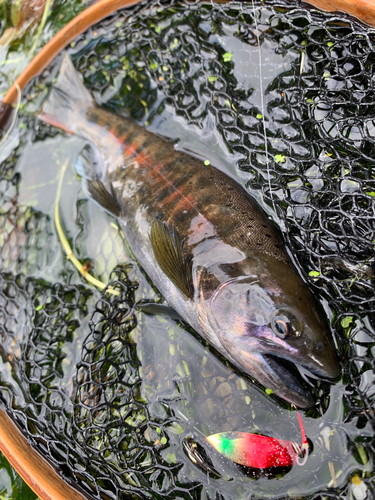 ヤマメの釣果