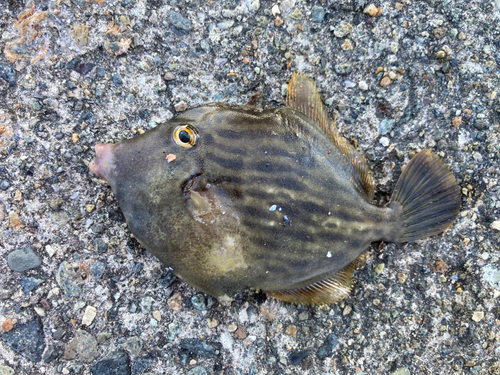 カワハギの釣果