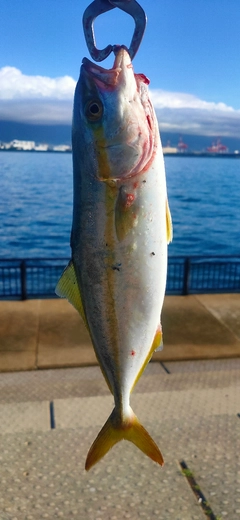 ツバスの釣果