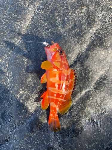 アカハタの釣果