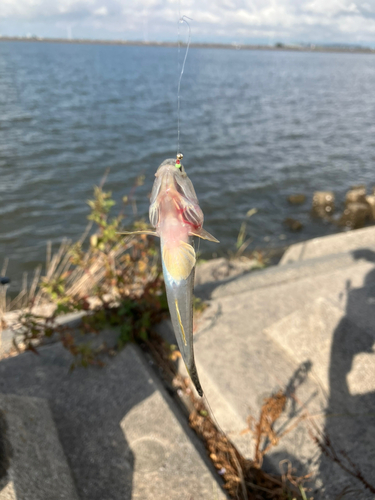 マハゼの釣果