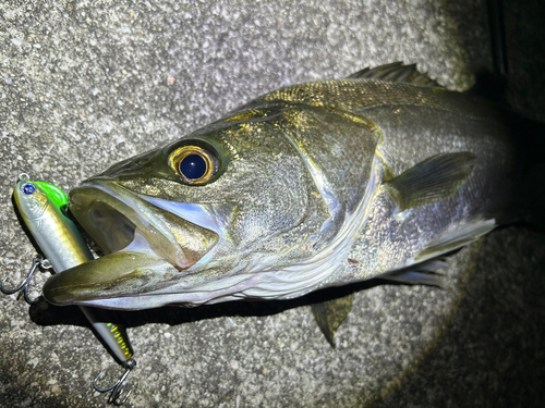 フッコ（マルスズキ）の釣果