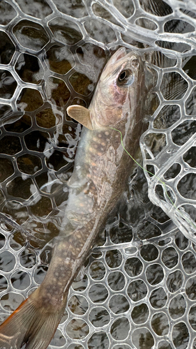 イワナの釣果