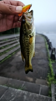 ラージマウスバスの釣果