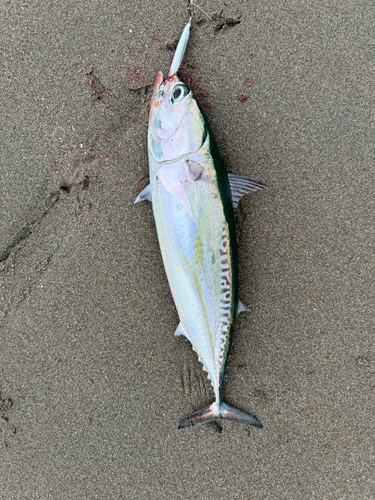 ソウダガツオの釣果