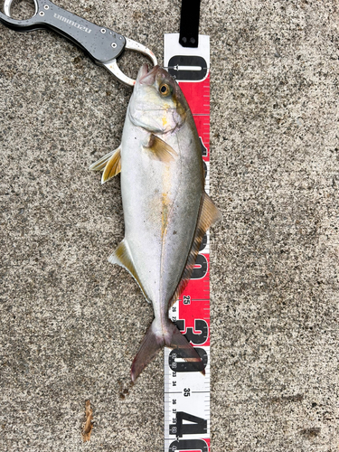 ショゴの釣果