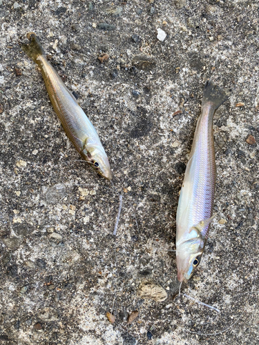 キスの釣果