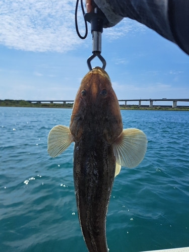 マゴチの釣果