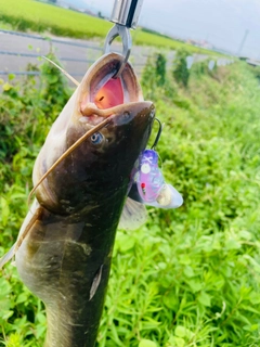 ナマズの釣果