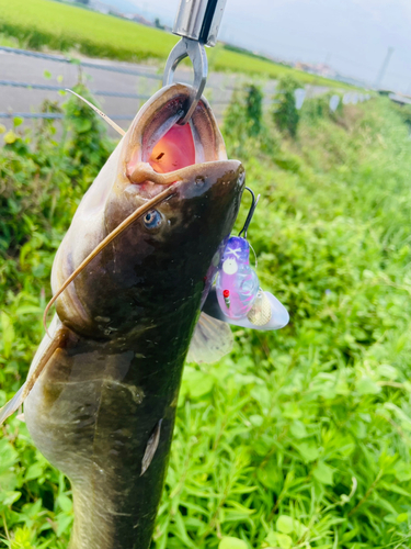 ナマズの釣果