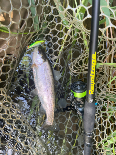 アメマスの釣果