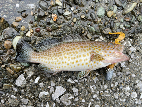 オオモンハタの釣果