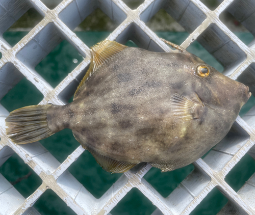 カワハギの釣果