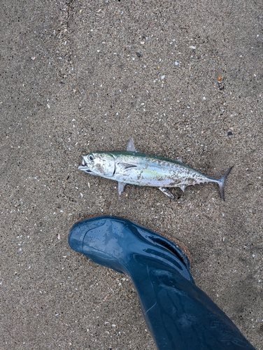 マルソウダの釣果