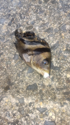 コショウダイの釣果