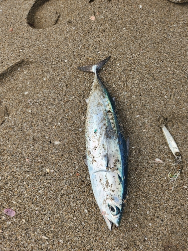 ソウダガツオの釣果