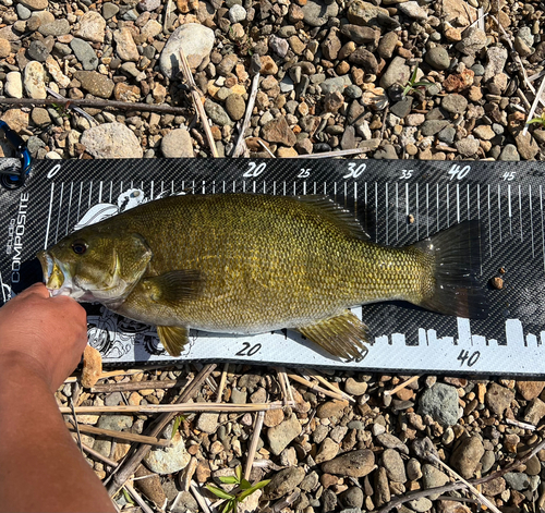 スモールマウスバスの釣果