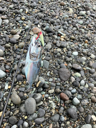 マルソウダの釣果