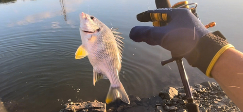 キビレの釣果