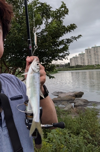 オイカワの釣果