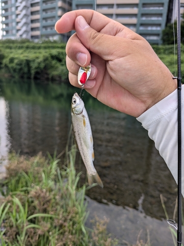 ウグイの釣果